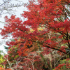 西渓公園モミジ並木