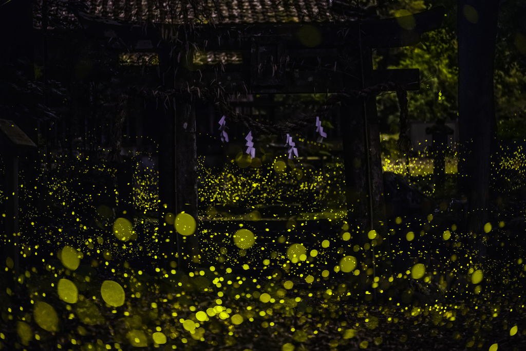 ヒメボタル_2021.06.08_D850-100