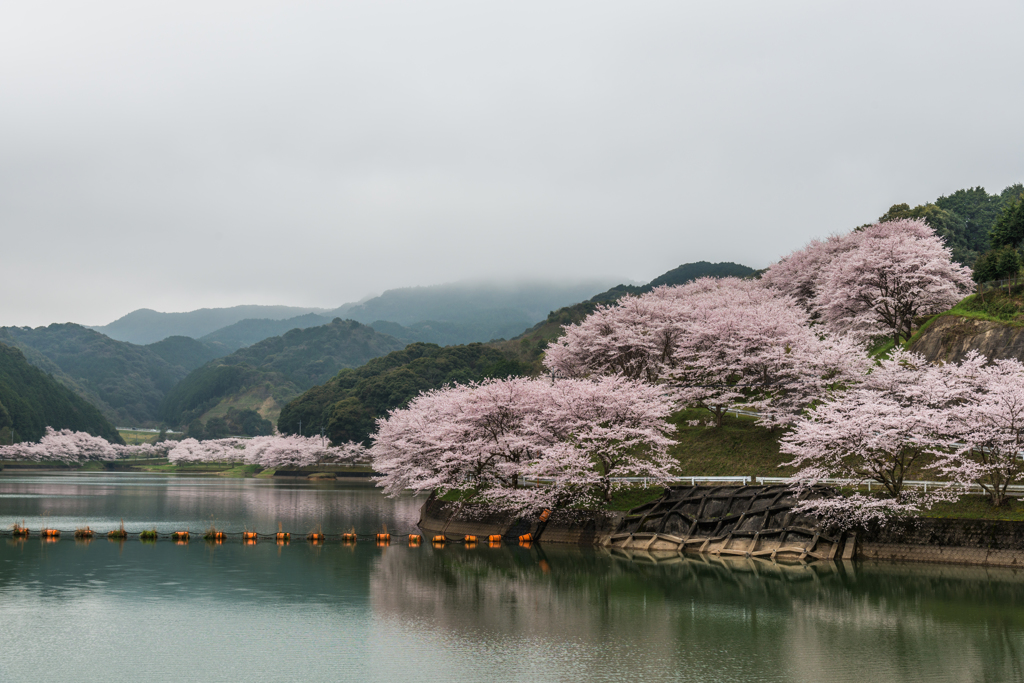 庭木ダムの桜-3