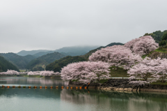 庭木ダムの桜-3