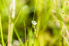 モウセンゴケの花
