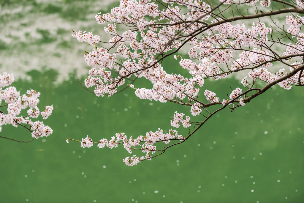 庭木ダムの桜-11