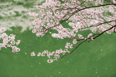 庭木ダムの桜-11