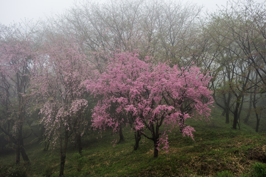 100周年記念塔下の桜