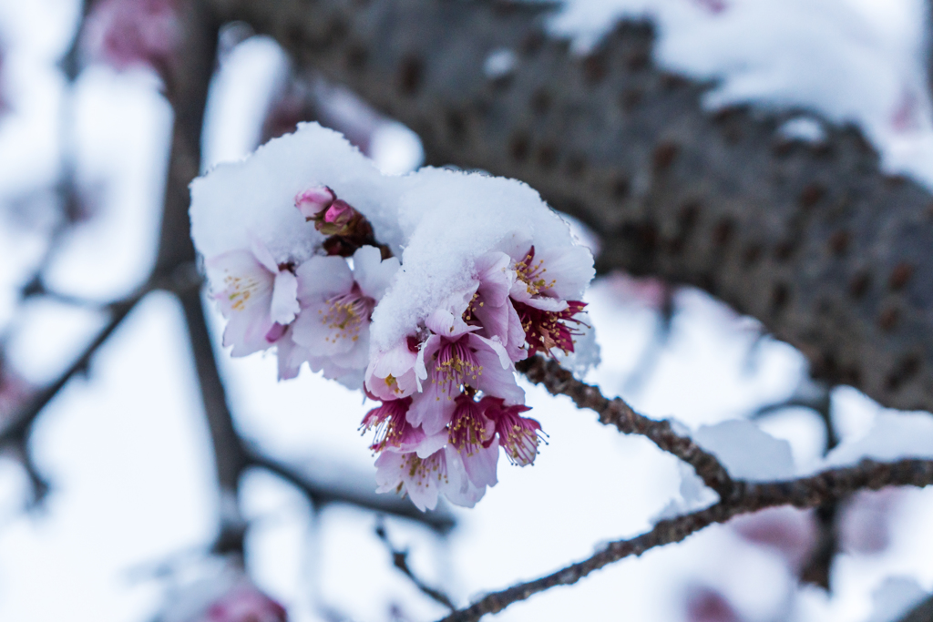 雪と桜-2