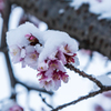 雪と桜-2