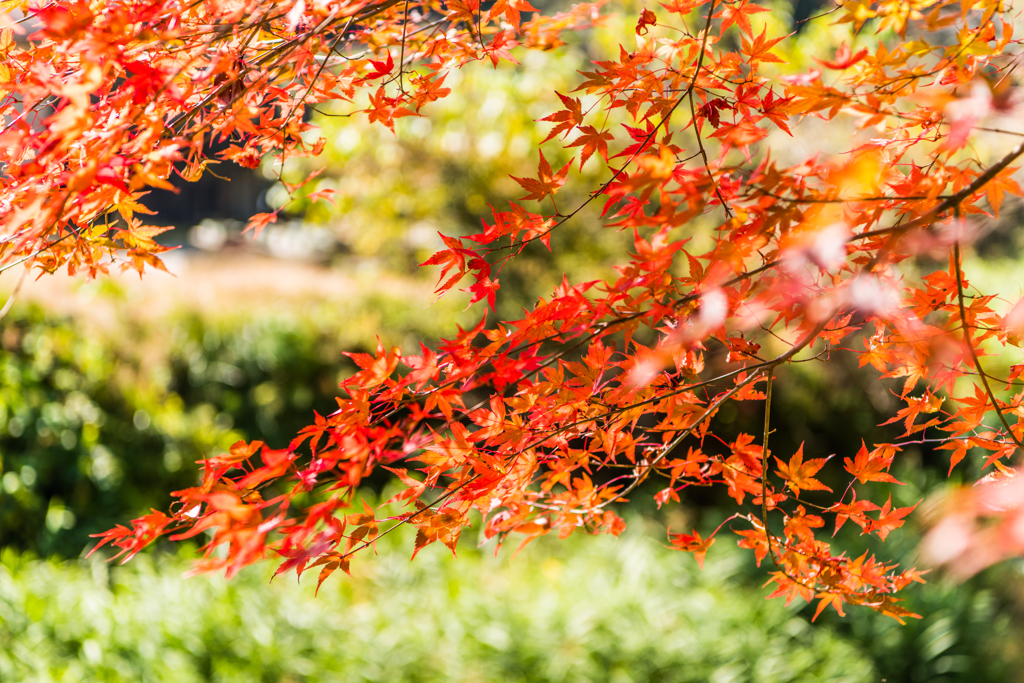 池山水源の紅葉-3