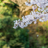 桜街道の桜