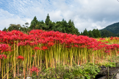 江里山の彼岸花-3