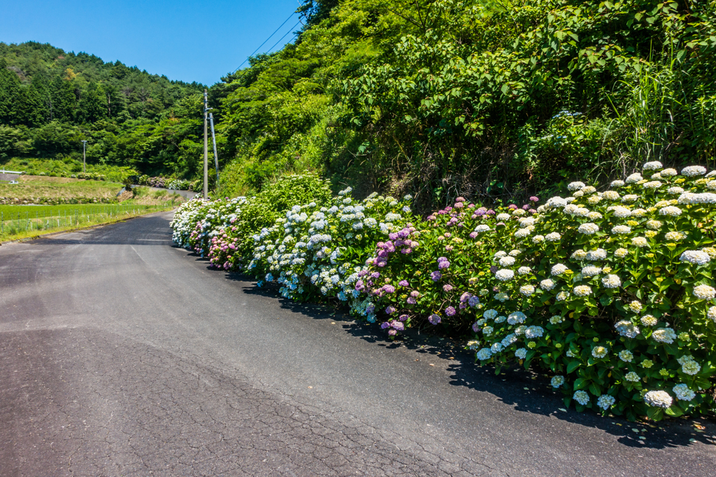 古湯山なか紫陽花の道