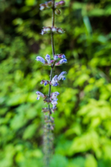 アキノタムラソウ