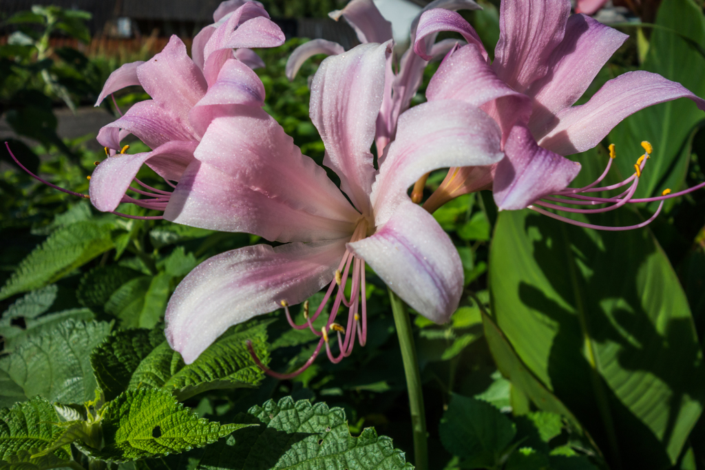 ナツズイセン