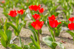 諸富のチューリップ-4