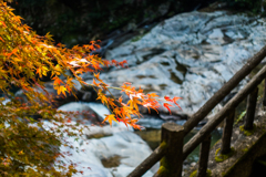 雄淵雌淵の紅葉-1