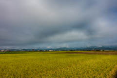曇天下の田んぼ