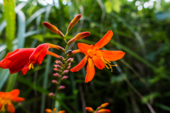 ヒメヒオウギズイセン