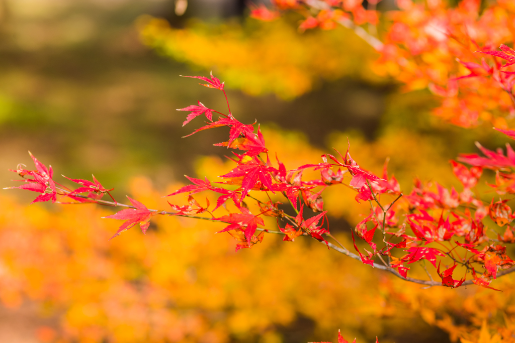 多久神社の紅葉-3