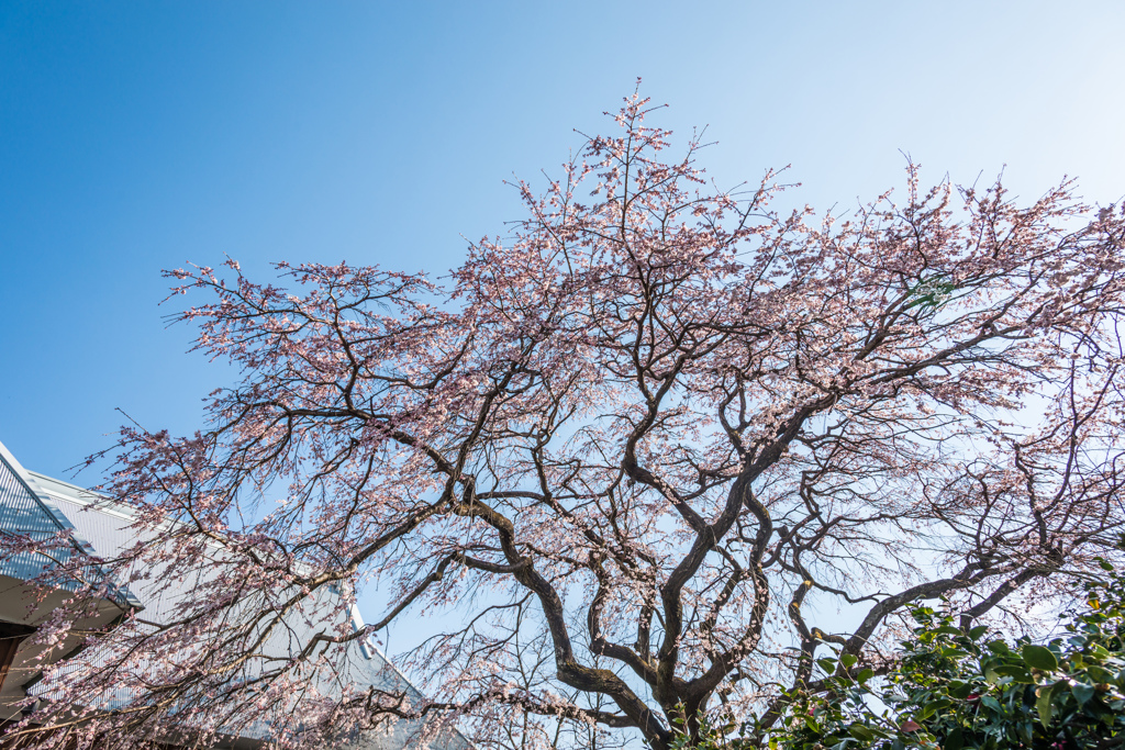 宝珠寺のしだれ桜-14