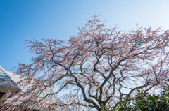宝珠寺のしだれ桜-14