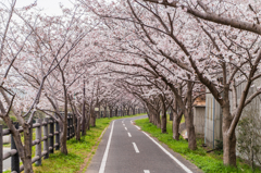 桜のトンネル-陸橋前 桜のトンネル-陸橋前