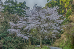林道の桜並木-2