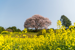 馬場の山桜-2