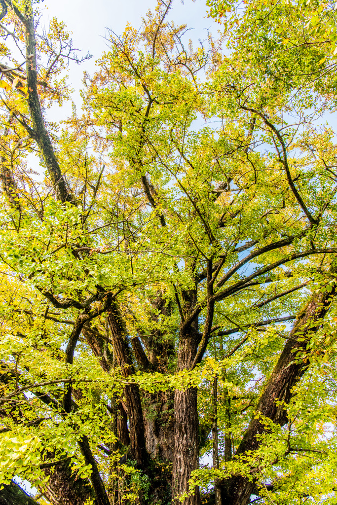 下城の大イチョウ-2