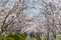 サイクリングロードの桜-4