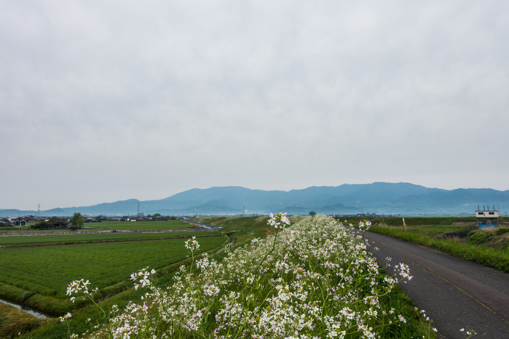 白い菜の花ロード