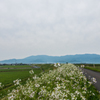 白い菜の花ロード