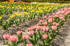 諸富のチューリップ-5