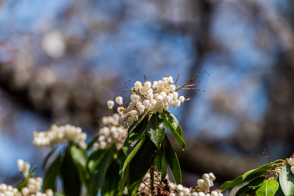 馬酔木の花