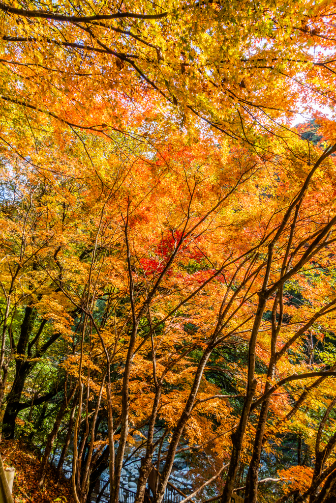 雄淵雌淵の紅葉-1