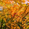 雄淵雌淵の紅葉-1