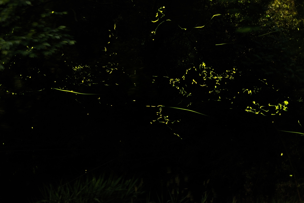 蛍2014.06.11-2