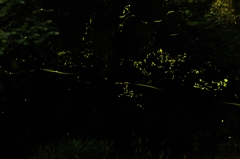 蛍2014.06.11-2