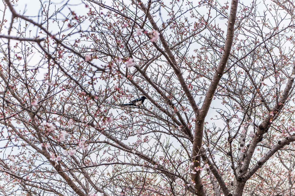 桜にカチガラス