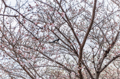 桜にカチガラス 桜にカチガラス