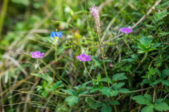 ゲンノショウコ