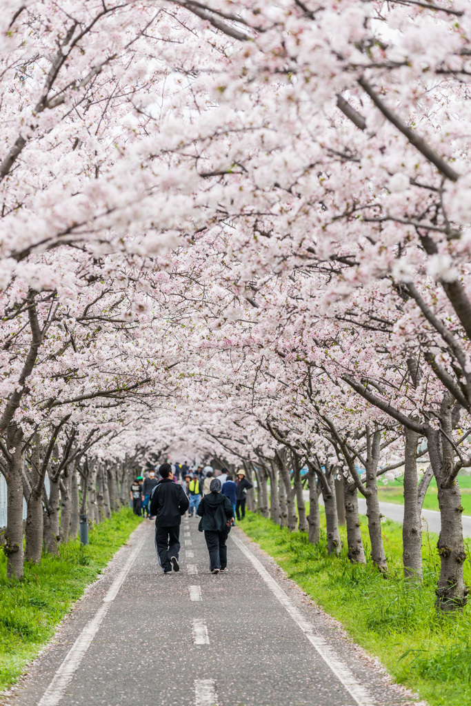 サイクリングロードの桜-4