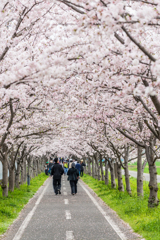 サイクリングロードの桜-4