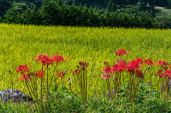 太平の棚田の彼岸花-3