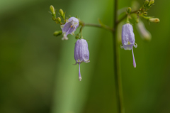 サイヨウシャジン-1