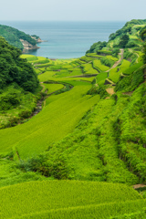夏の浜野浦-1