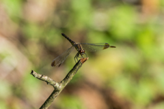 ヒメアカネ♀