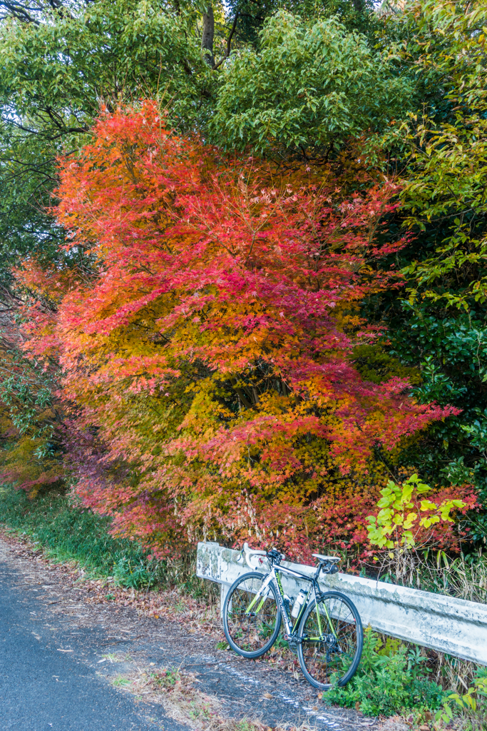残っていた林道の紅葉