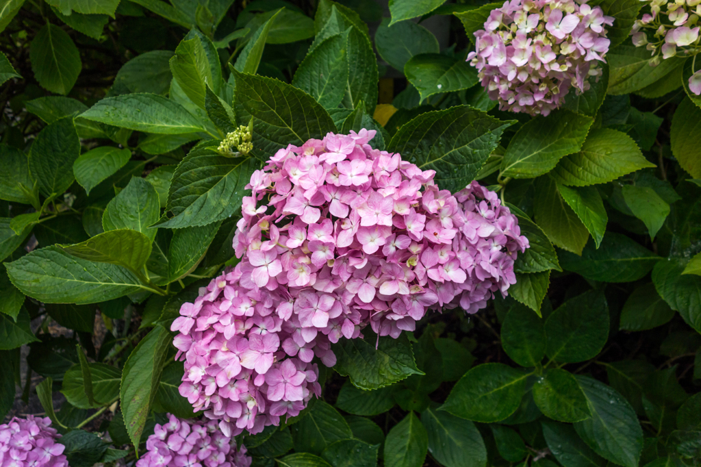 アジサイ@見返りの滝-2