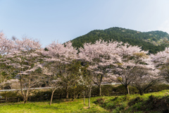 赤穂山八天桜-1