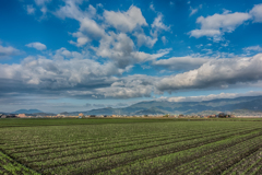 雨上がりの麦畑
