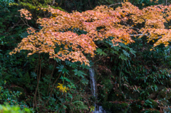 西渓公園-3